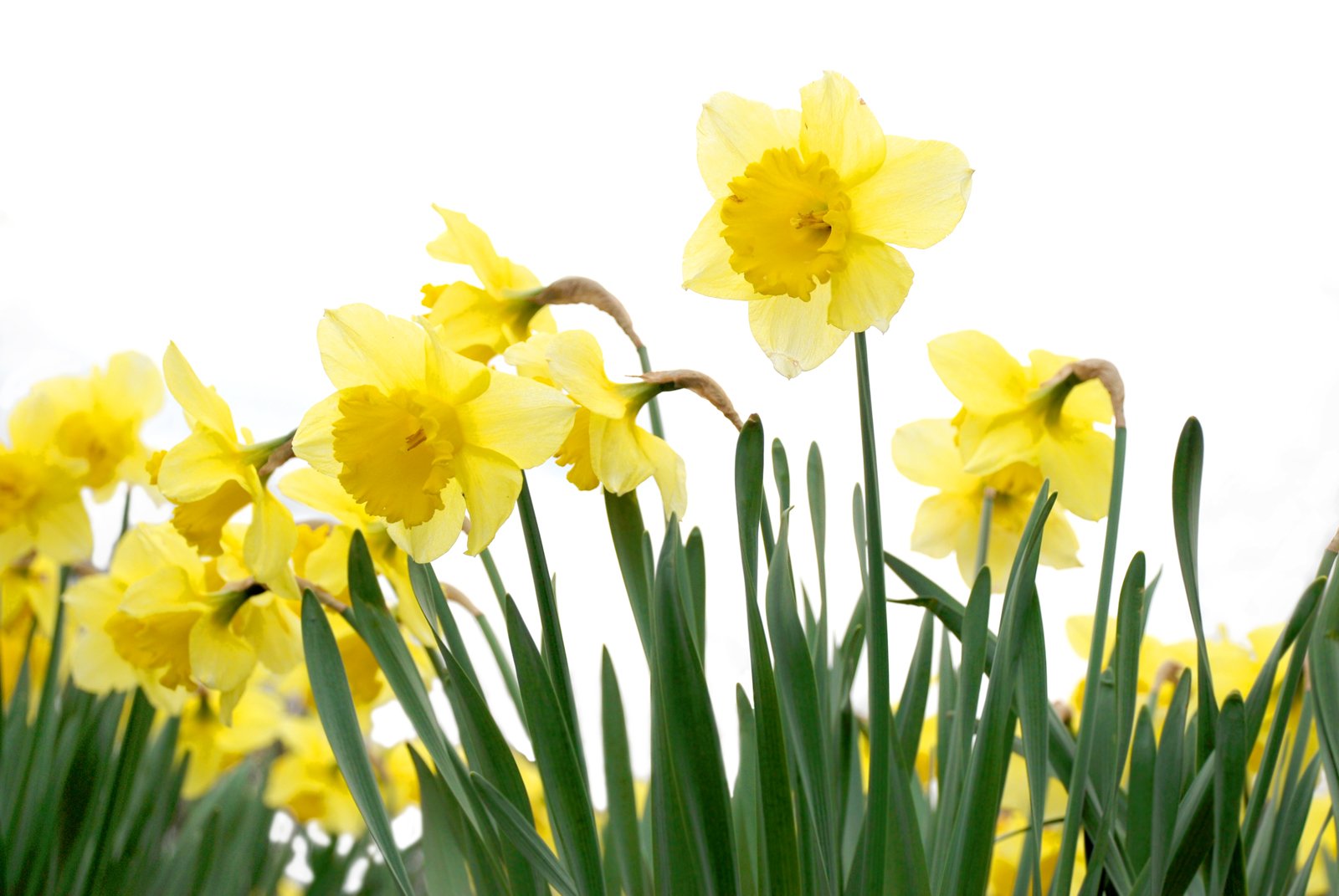 picture of jonquils